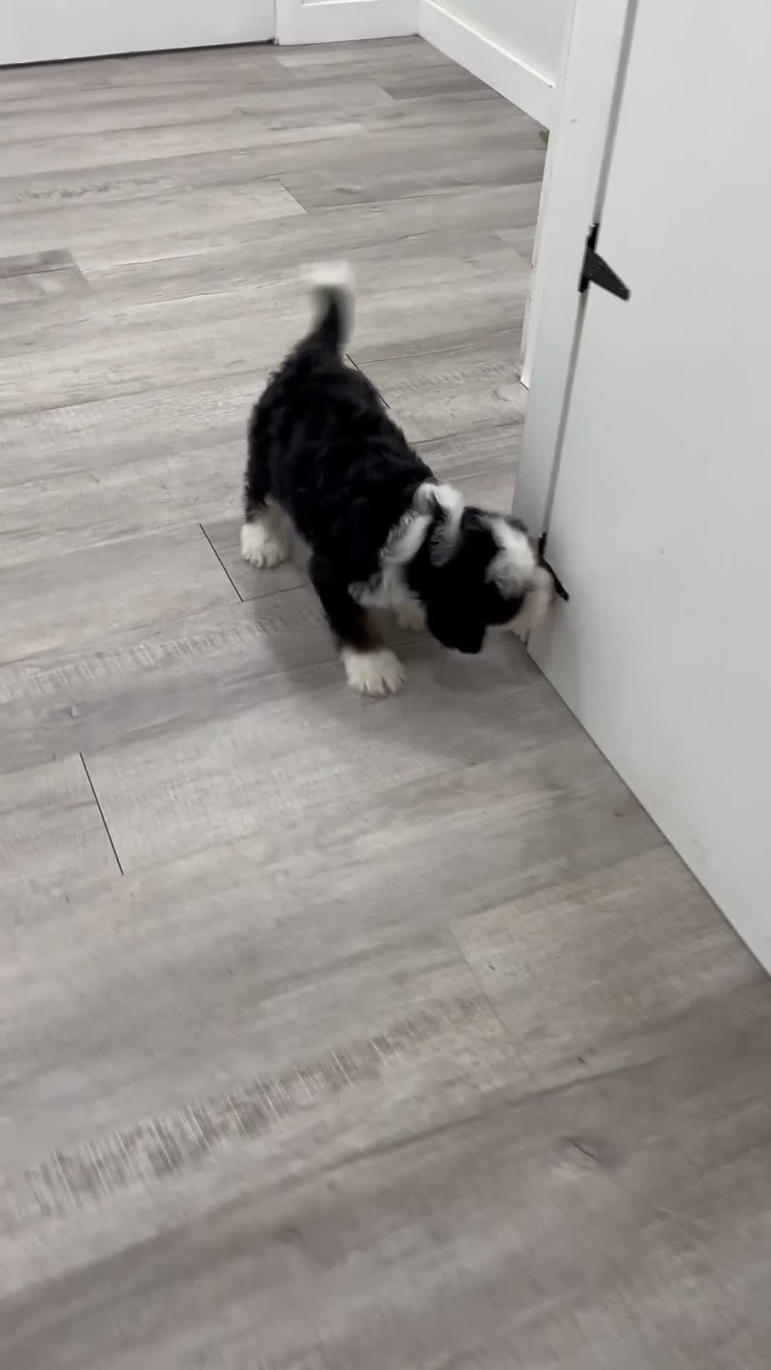 Bernedoodle dogs for sale: Buster - Video 1