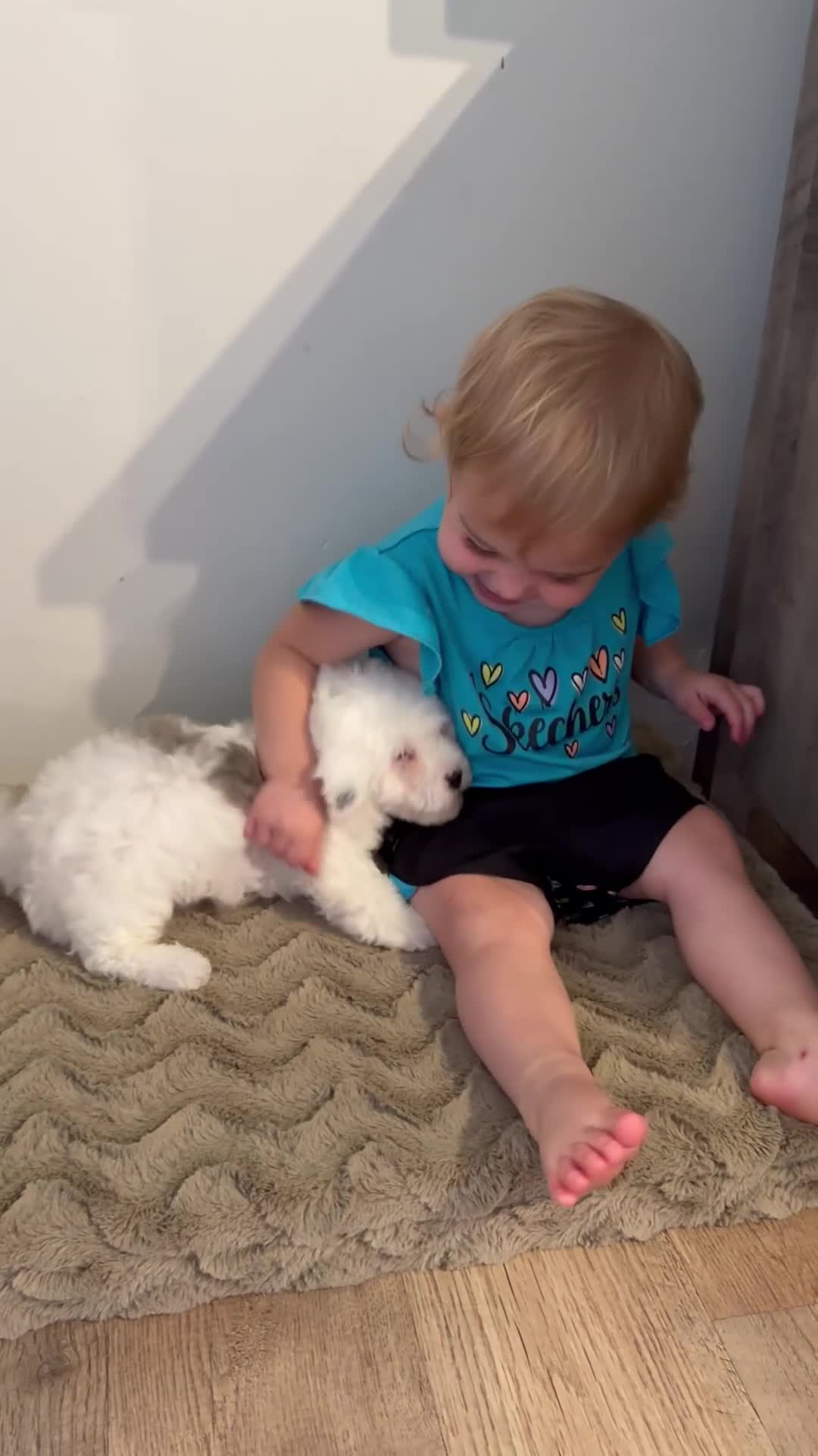 Cavapoo dogs for sale: Calvin - F1b  - Video 4