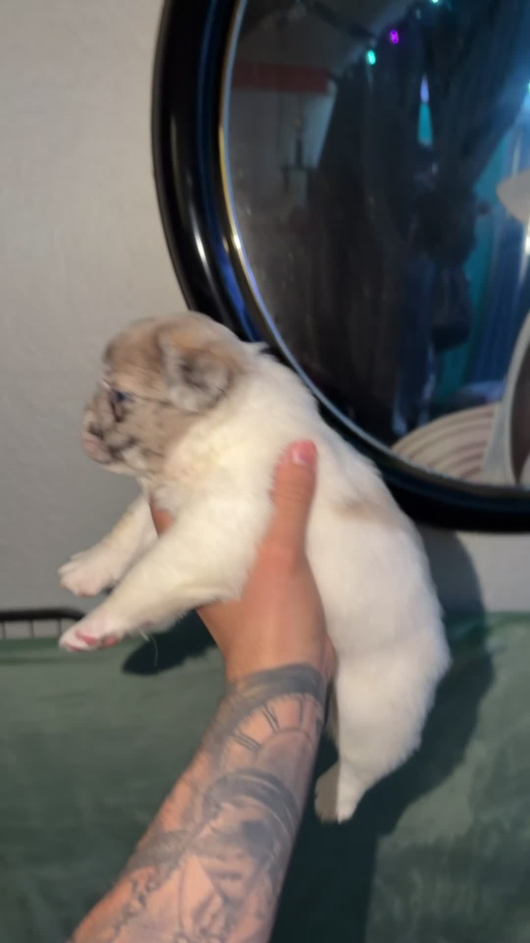 French Bulldog dogs for sale: Lola - Video 1