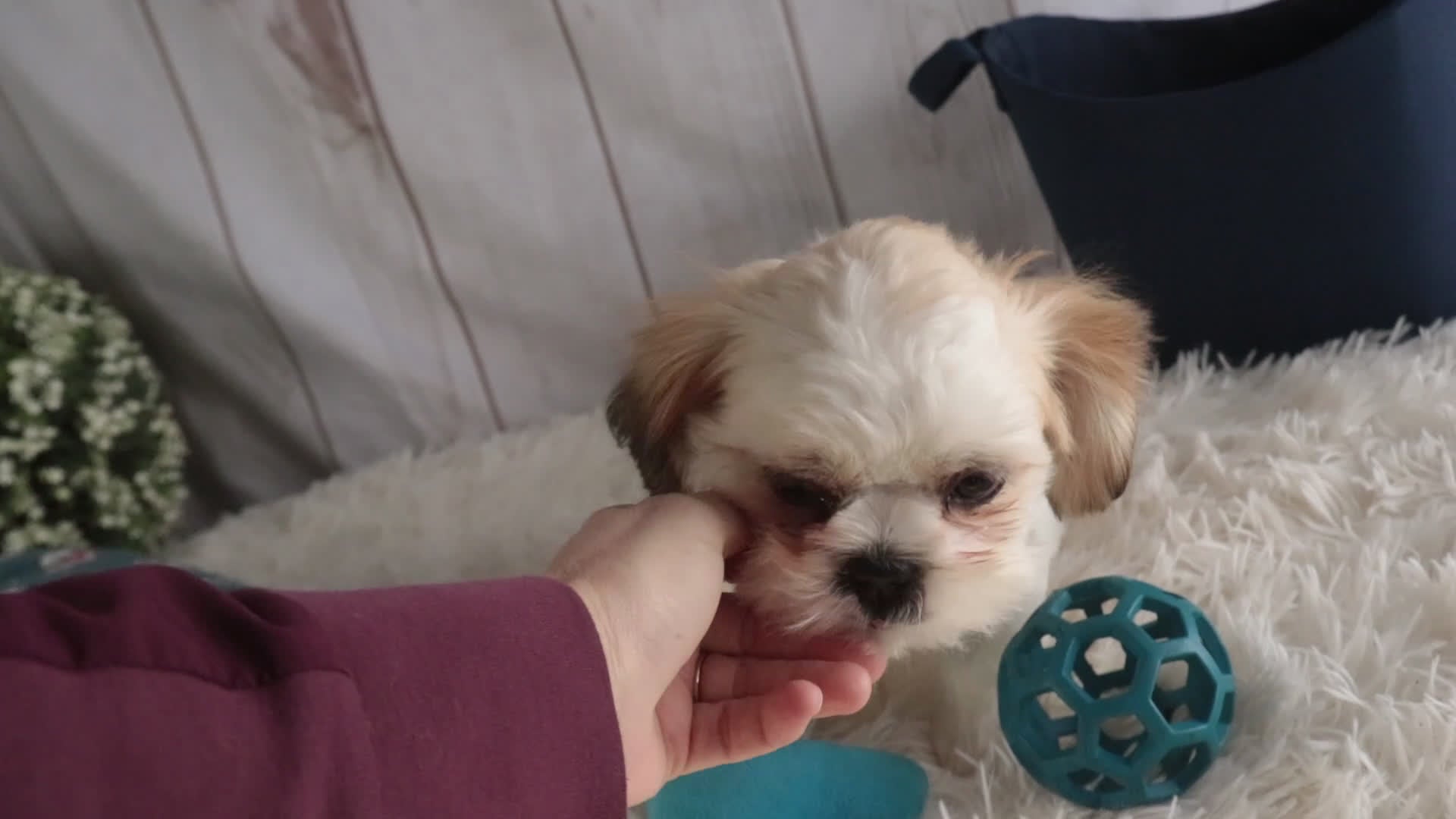 Shih Tzu dogs for sale: Bud - Video 1
