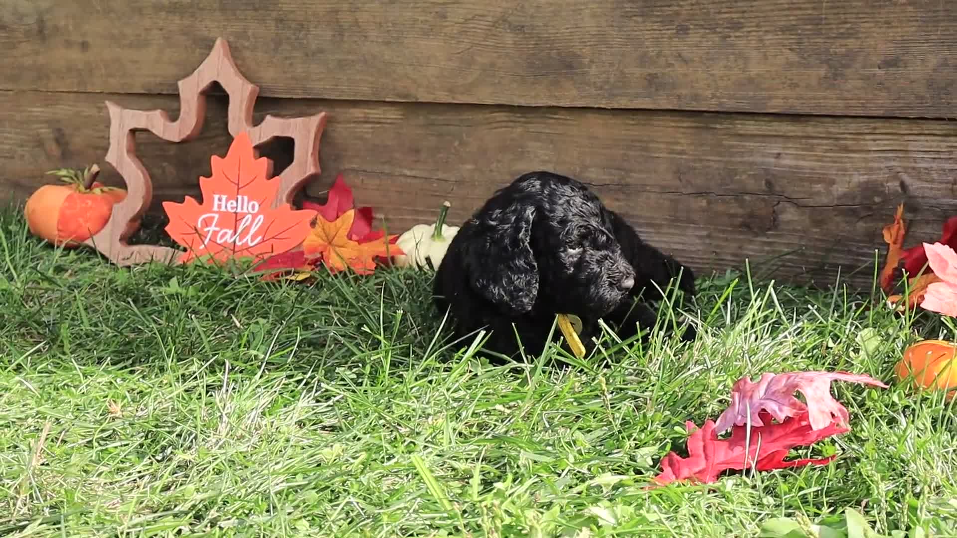 Standard Poodle dogs for sale: Ethan - Video 1