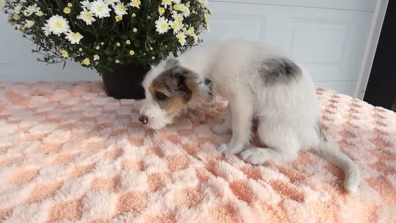 Mixed Breed dogs for sale: Mixed Breed 1 Max - Video 1