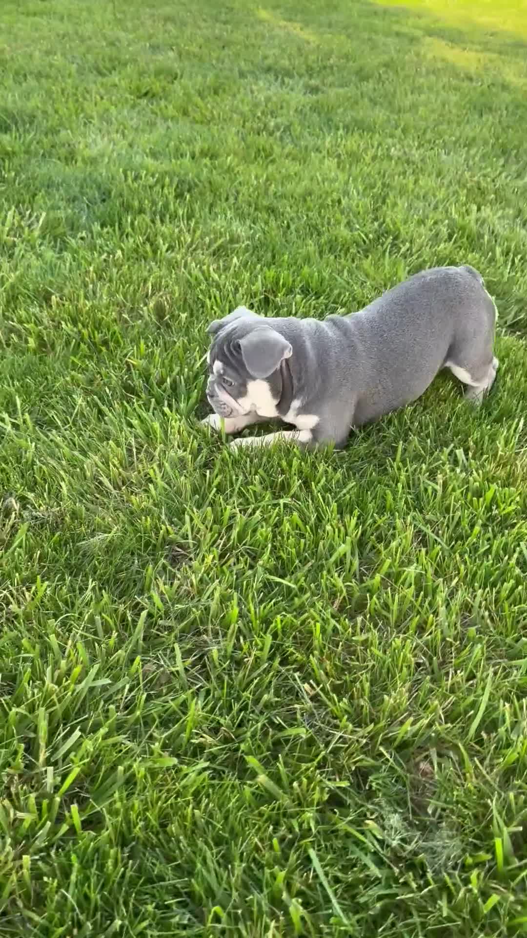 French Bulldog dogs for sale: Lola - Video 5