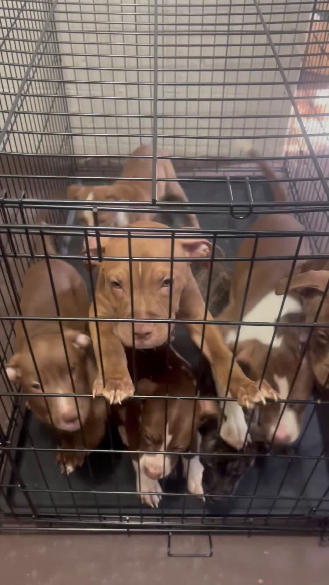 Staffordshire Bull Terrier dogs for sale: Staffordshire Bull Terrier Puppy 2 - Video 1