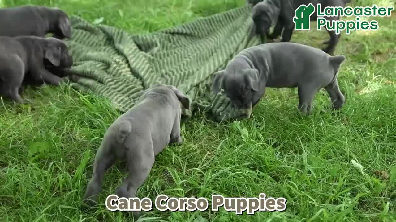 Cane Corso dogs for sale: Royal - Video 1