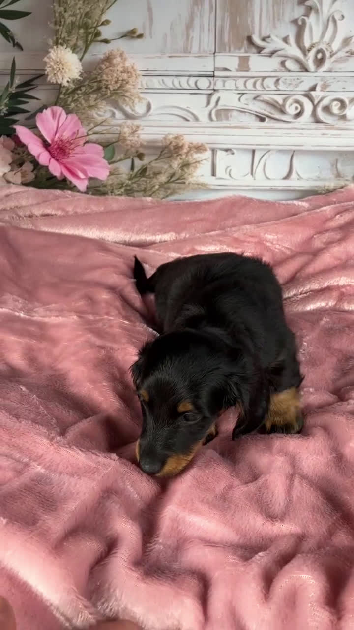 Miniature Dachshund dogs for sale: AKC-Dallas - Video 1