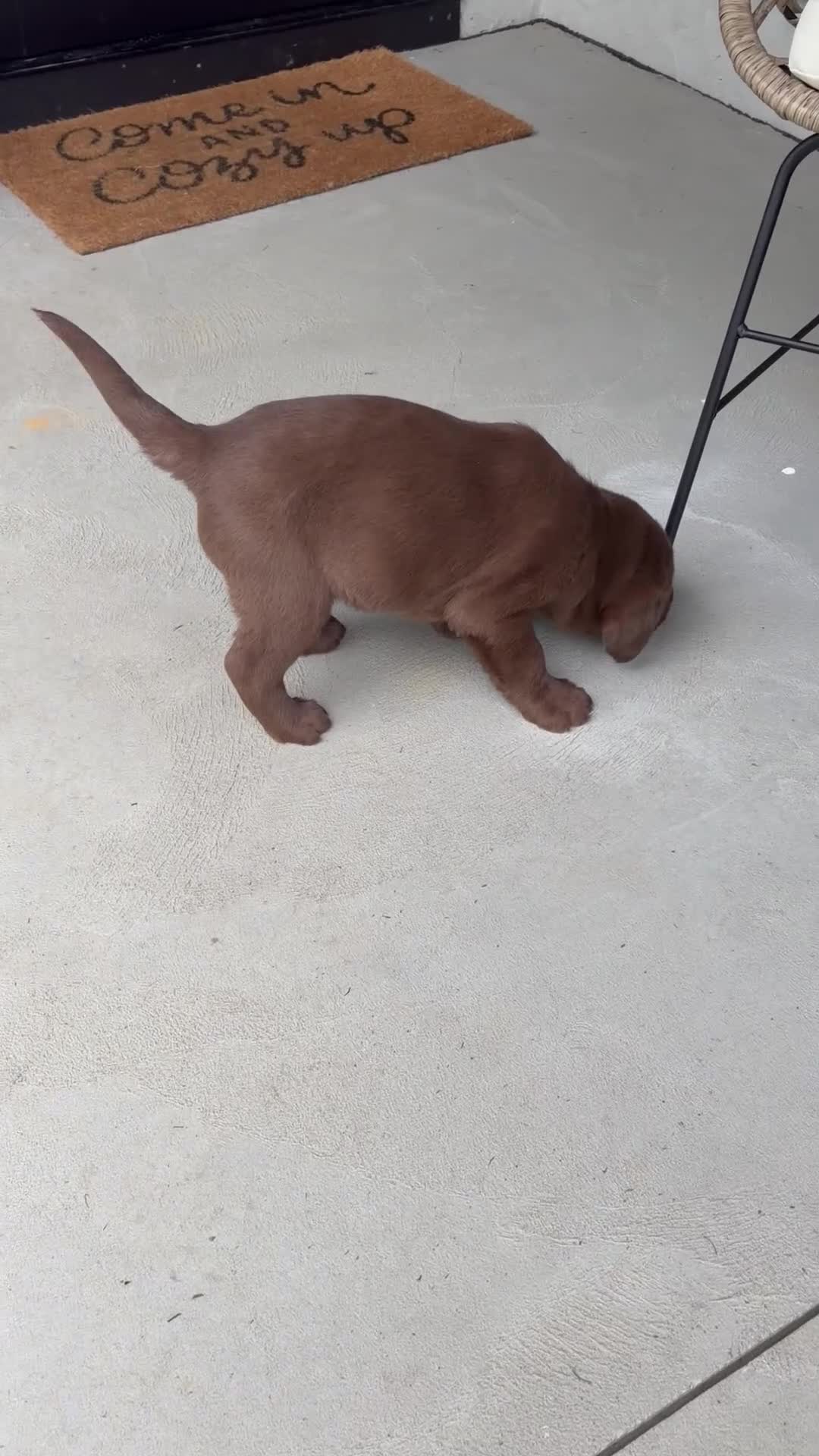 Labrador Retriever dogs for sale: Mack - Video 1
