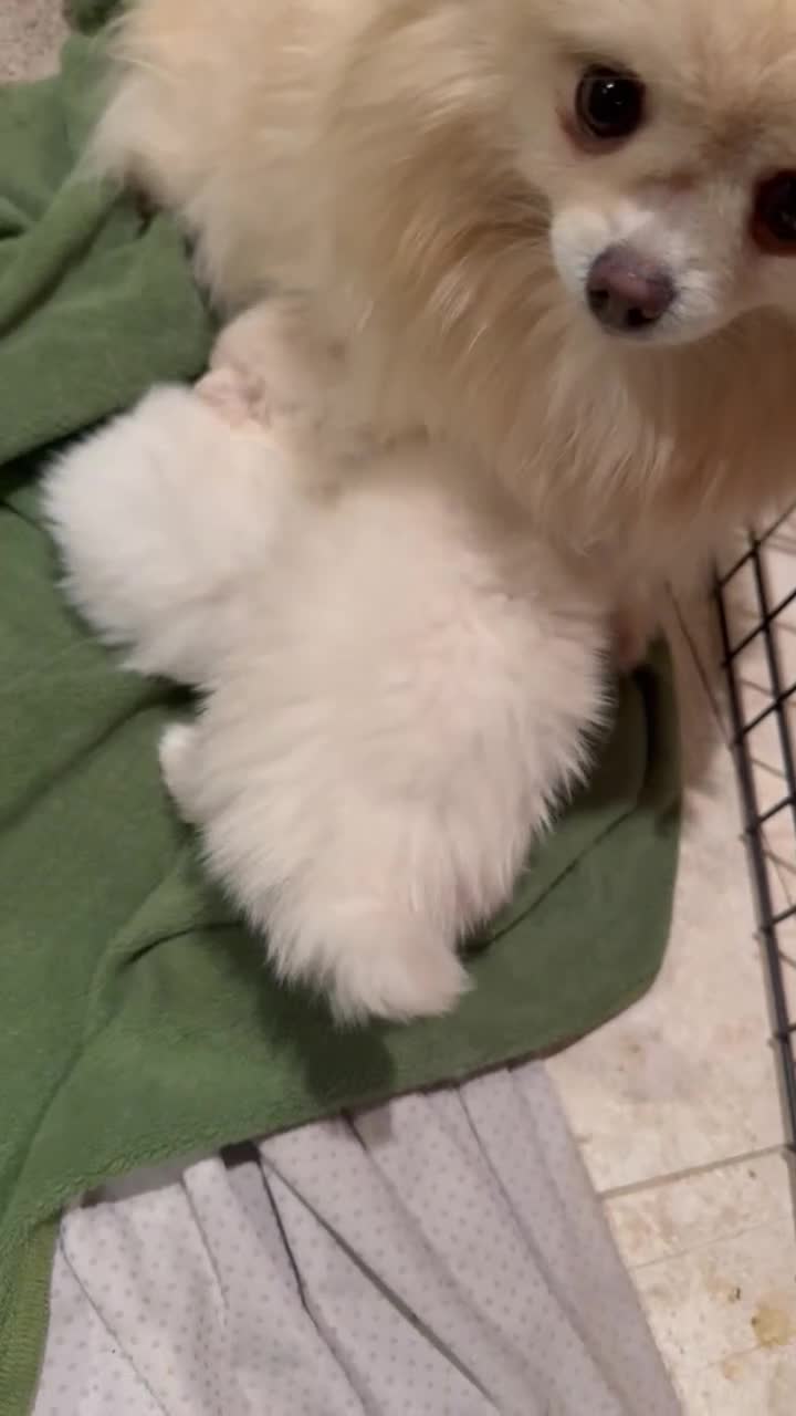 Pomeranian dogs for sale: Pomeranian Puppy 3 - Video 1