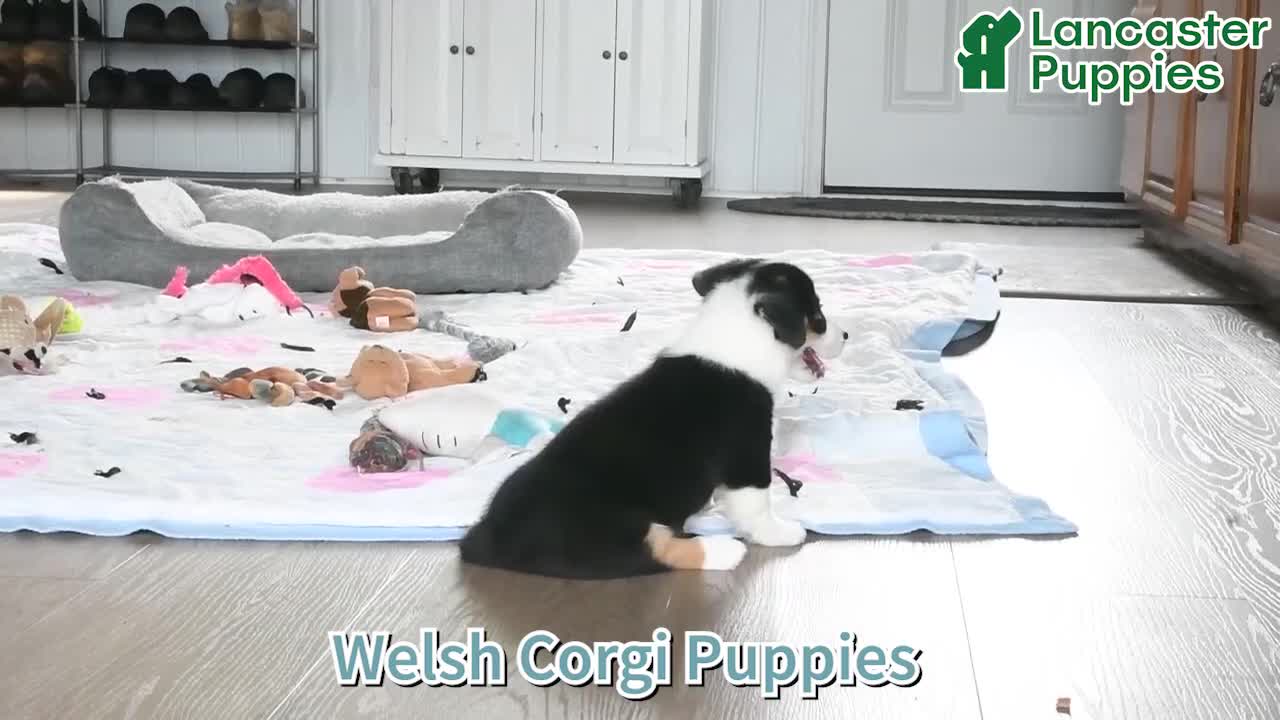 Welsh Corgi Pembroke dogs for sale: Bethany - Video 1