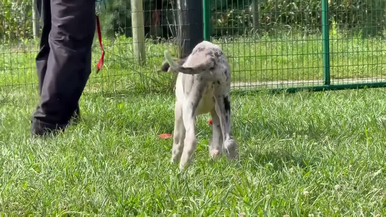 Great Dane dogs for sale: Patches Great Dane  - Video 2