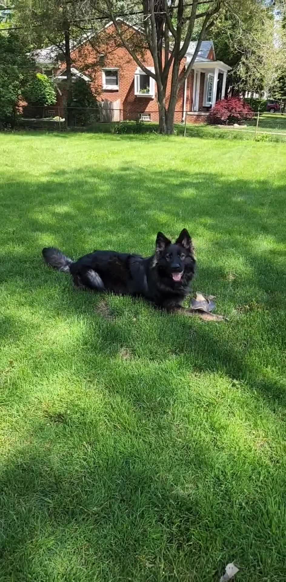 German Shepherd dogs for sale: Dark Sable - Video 2