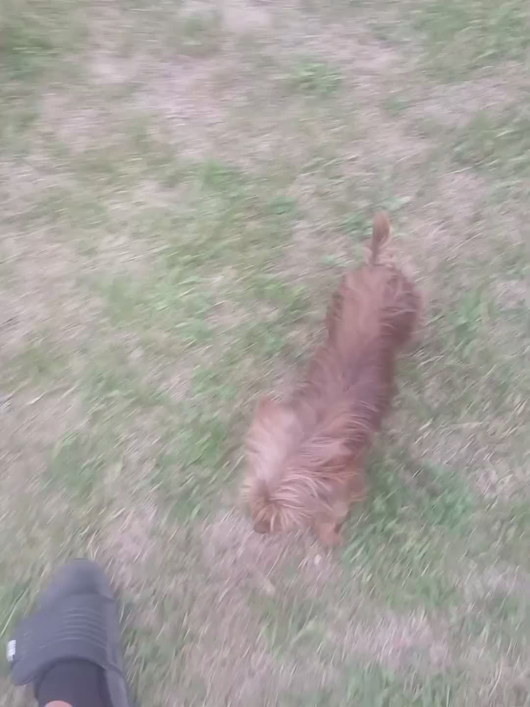 Yorkshire Terrier dogs for sale: Yorkshire Terrier 1 - Video 1