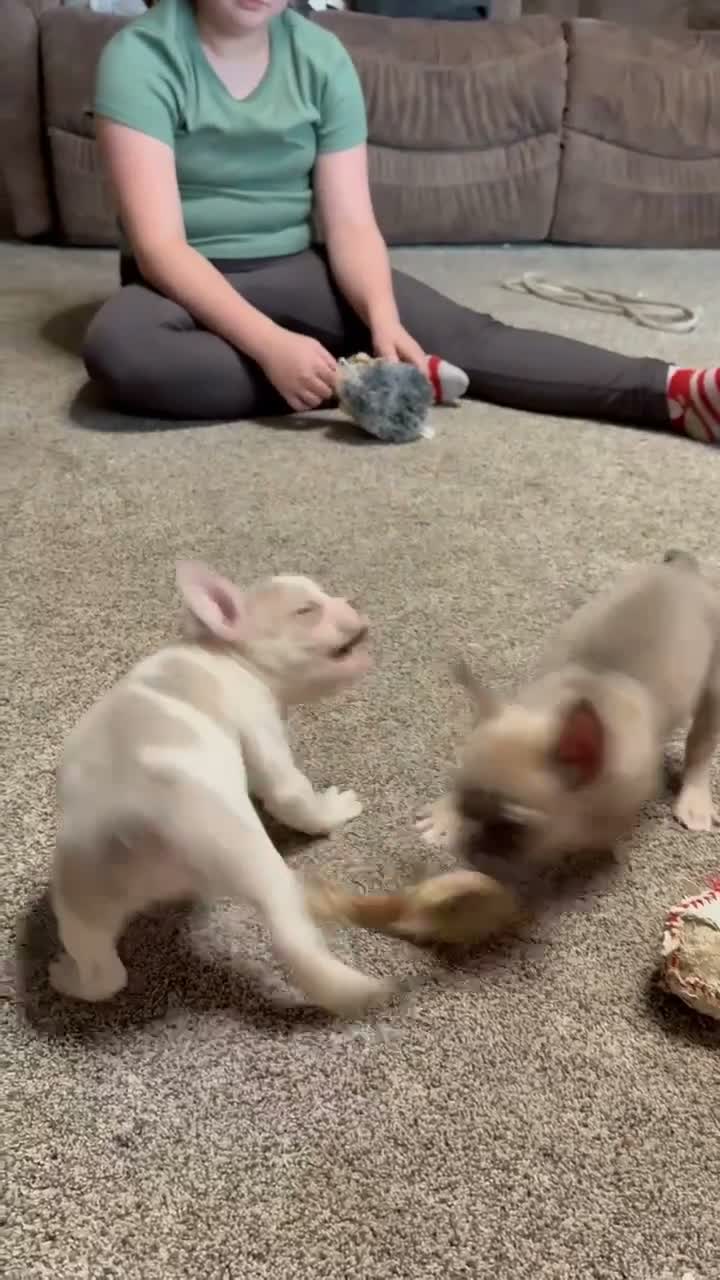 French Bulldog dogs for sale: Sammy - Video 3