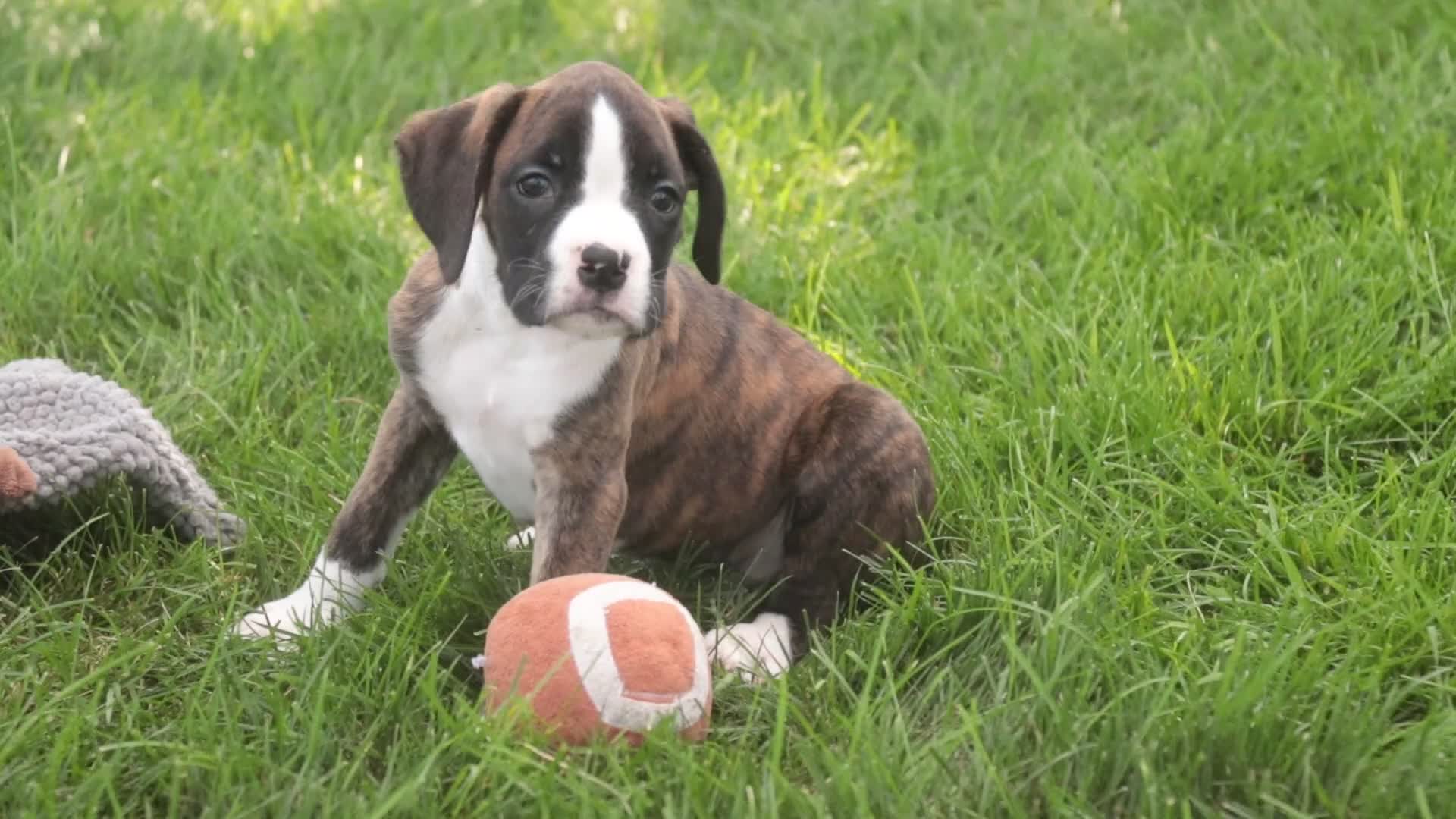 Boxer dogs for sale: Brody - Video 7
