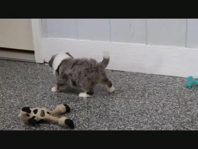 Mini Bernedoodle dogs for sale: Justin - Video 4
