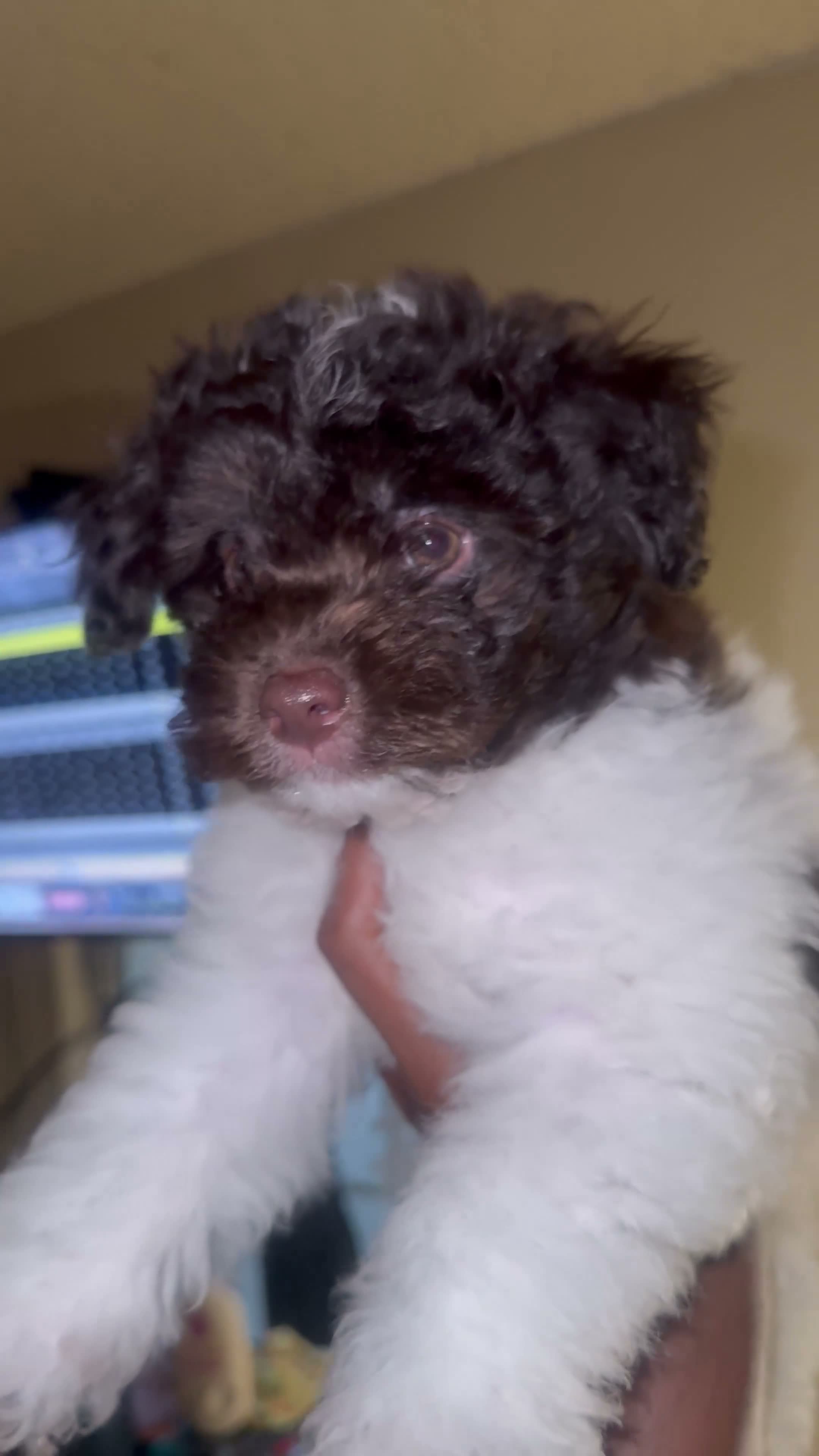 Havapoo dogs for sale: Cow - Video 2