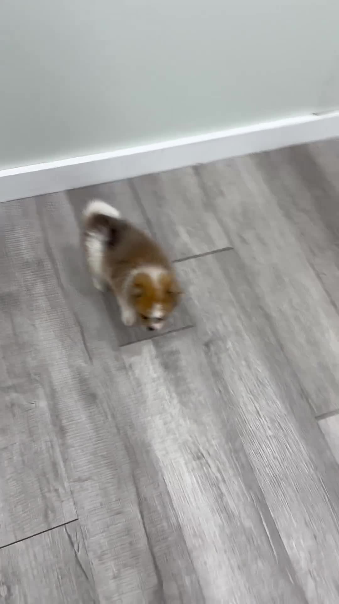 Pomeranian dogs for sale: Sandy - Video 1