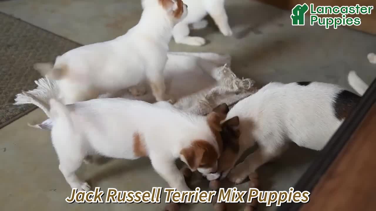 Mixed Breed dogs for sale: Rusty - Video 1