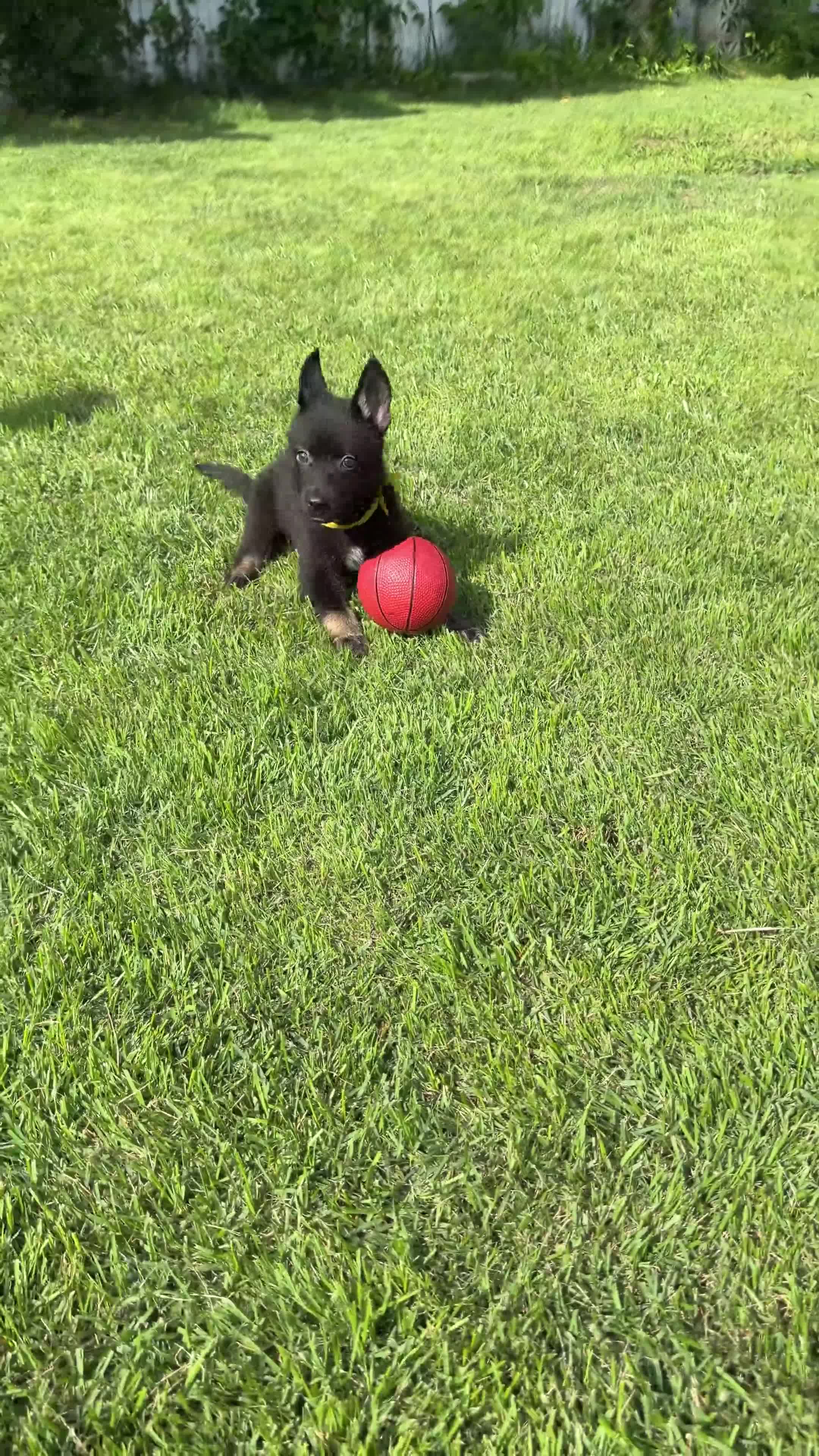 Gerberian Shepsky dogs for sale: Xena - Video 1