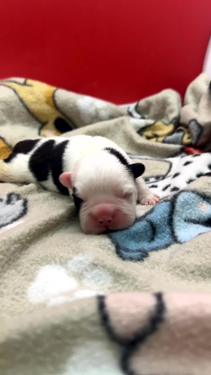 French Bulldog dogs for sale: Full Fluffy Pied  - Video 1