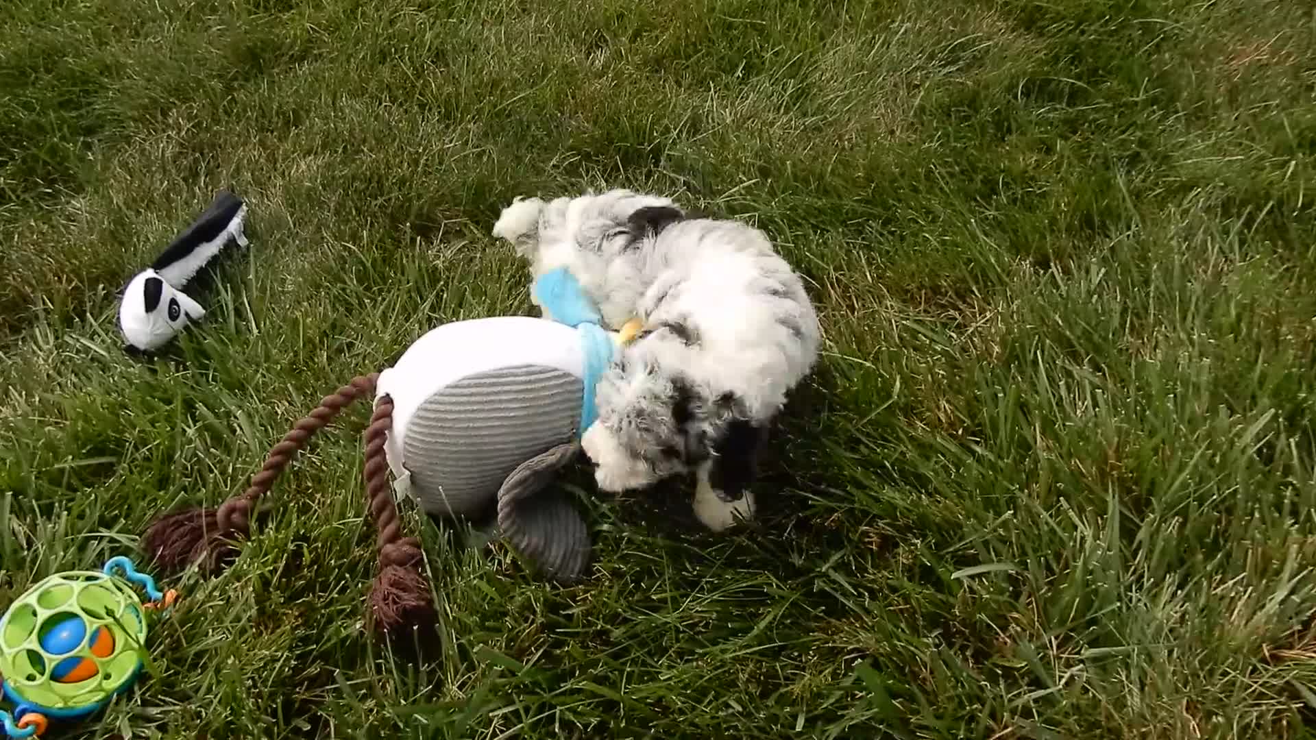 Cockapoo dogs for sale: Hailey - Video 1