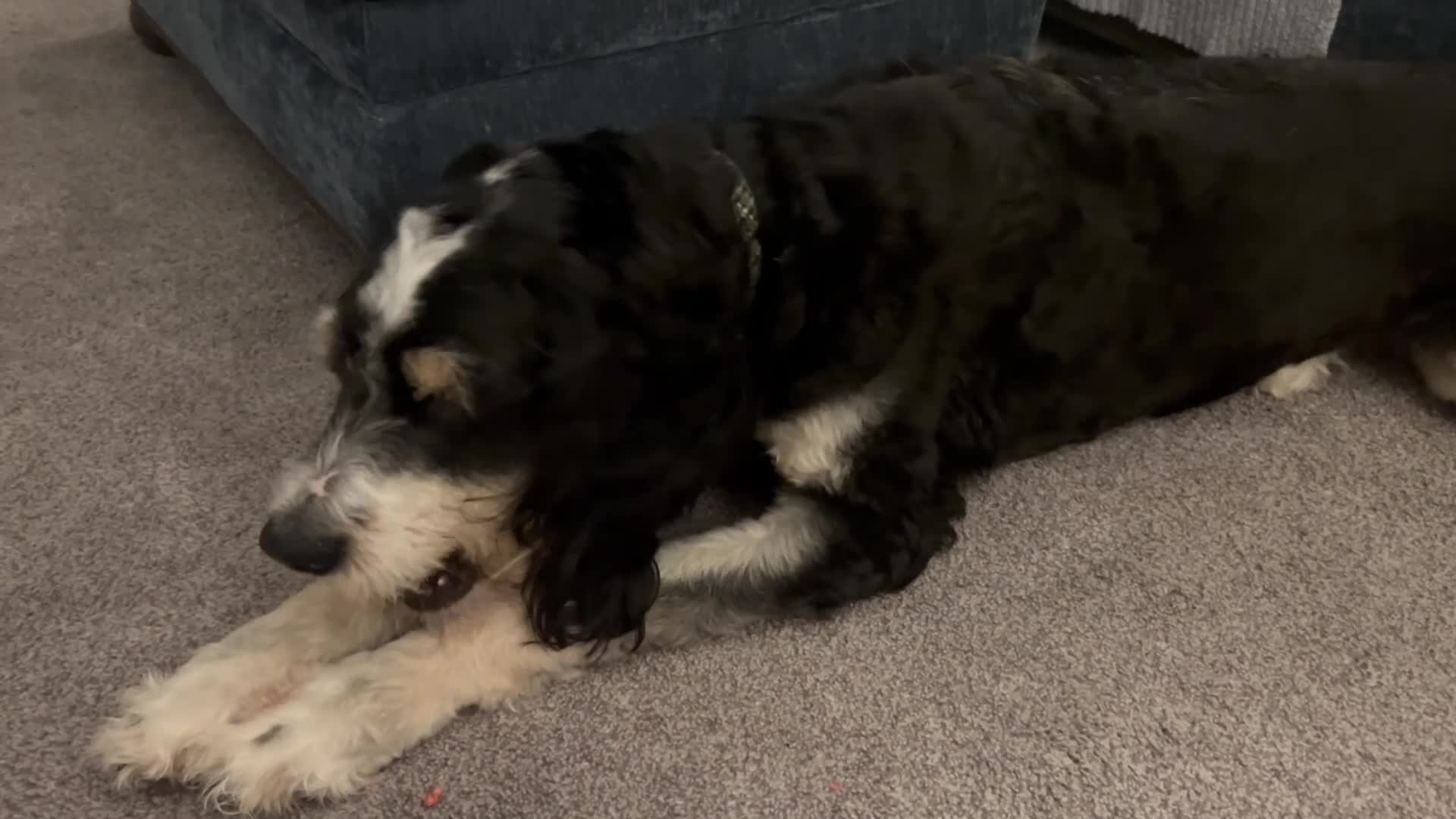 Bernedoodle dogs for sale: Indiana Jones - Video 1