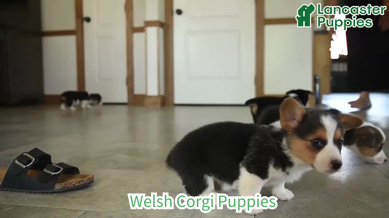 Welsh Corgi Pembroke dogs for sale: Cleo - Video 1