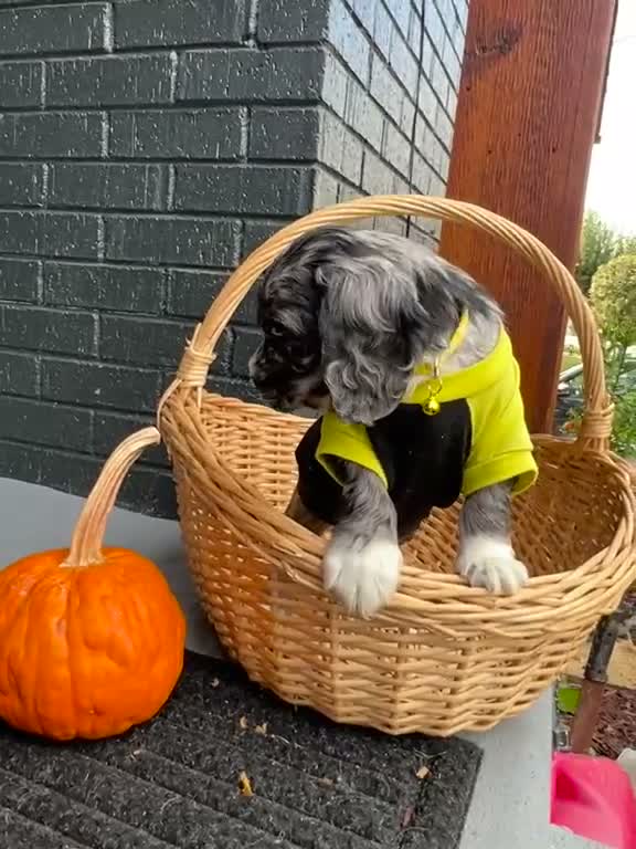 Cocker Spaniel dogs for sale: 🦇🖤Batman 🦇🖤 - Video 2