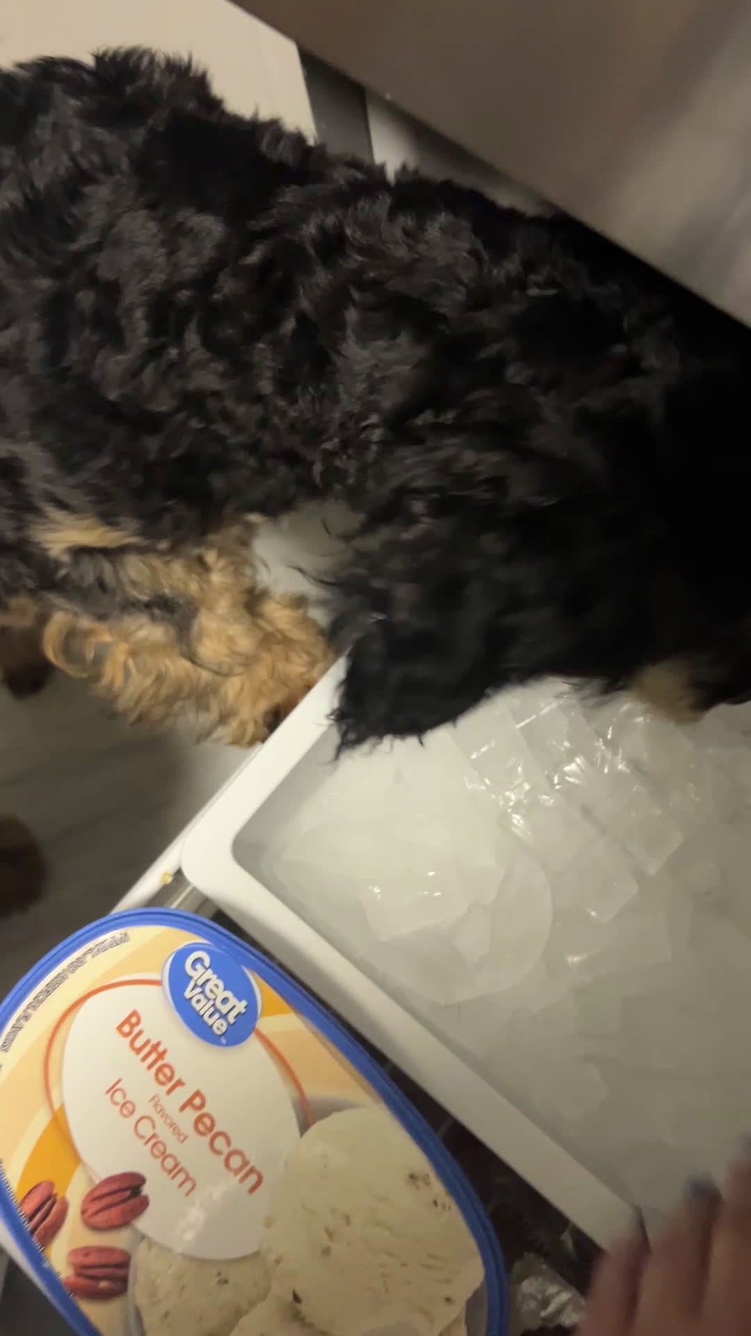Cavapoo dogs for sale: AA - Video 1