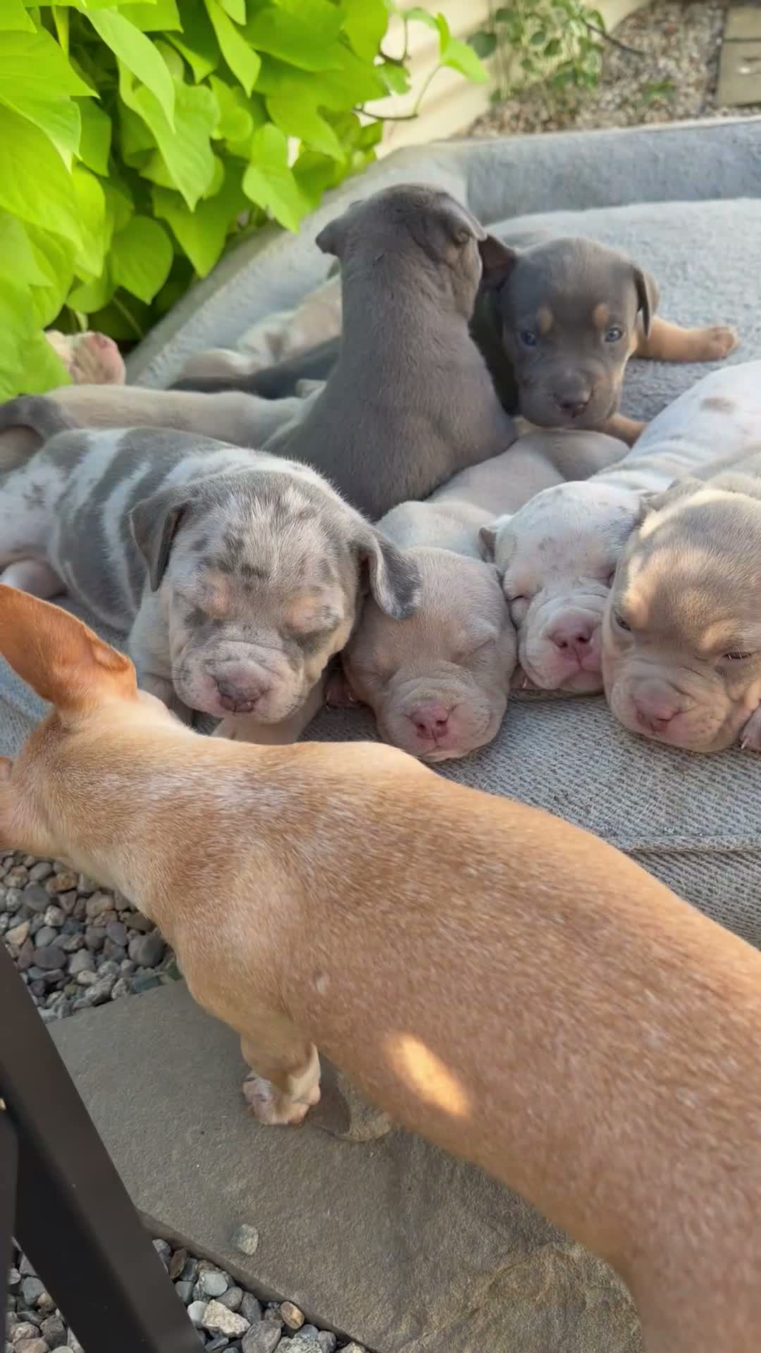 American Bully dogs for sale: Milly - Video 2