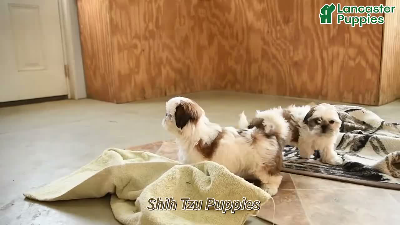 Shih Tzu dogs for sale: Dallas - Video 1