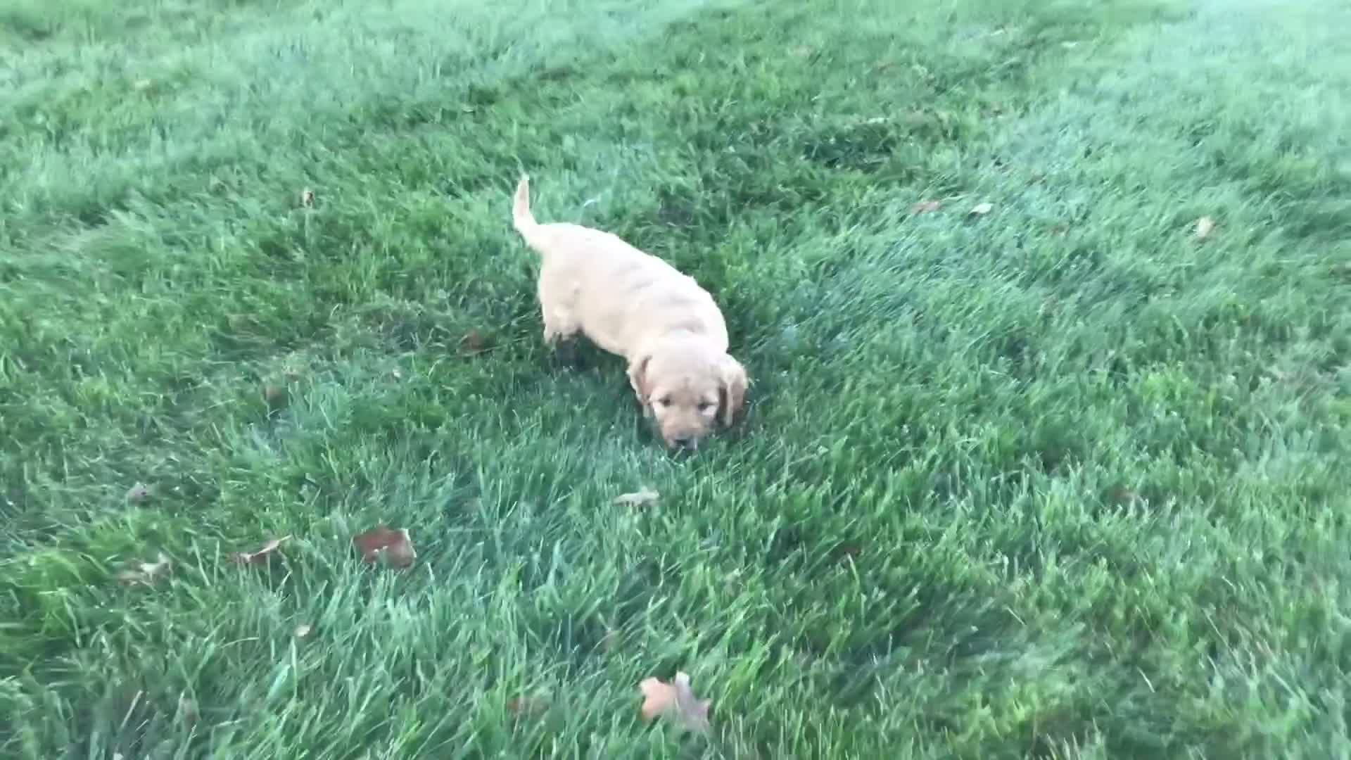 Goldendoodle dogs for sale: Dozer - Video 1