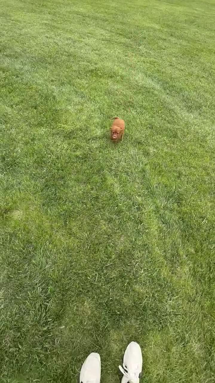 Cavapoo dogs for sale: Caesar - Video 4