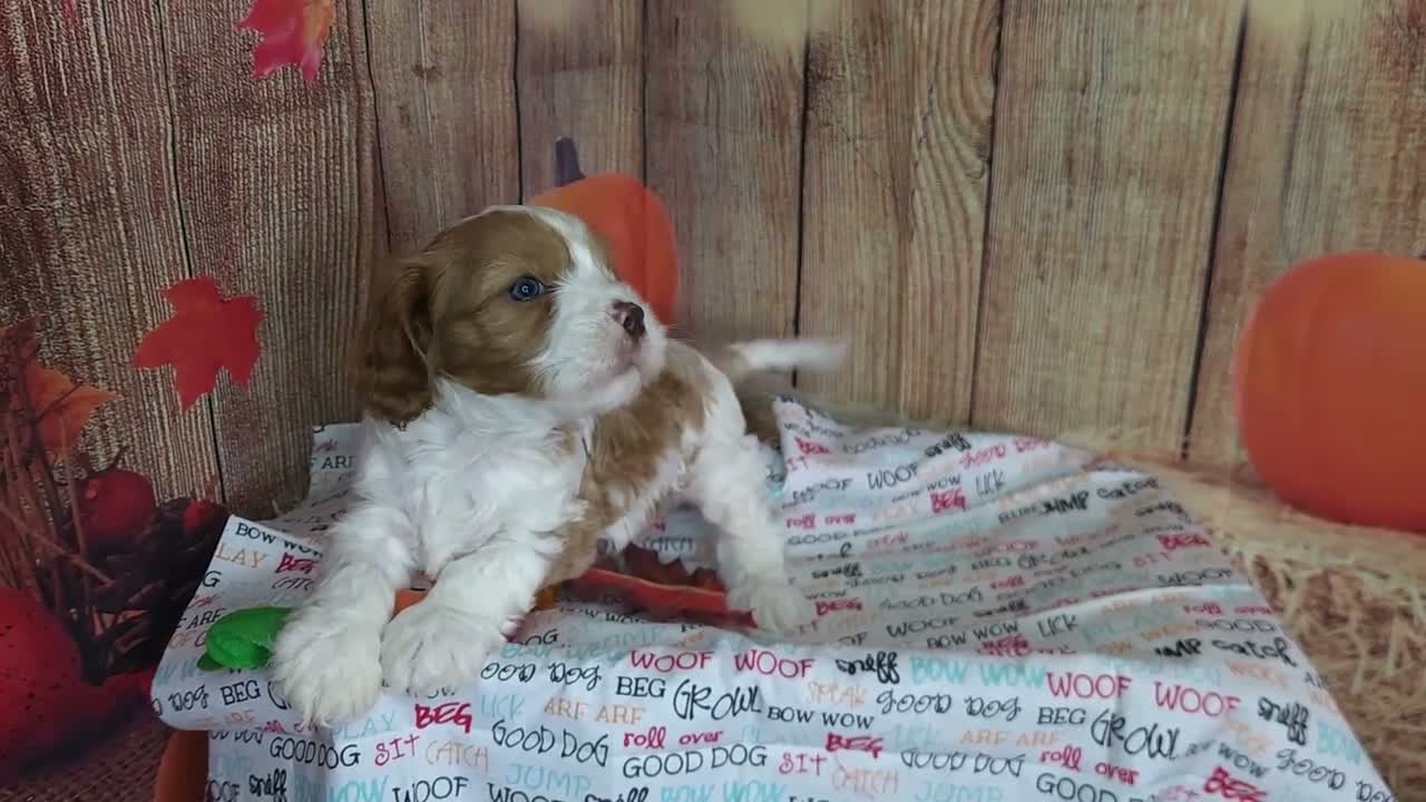 Cavapoo dogs for sale: Jack - Video 1