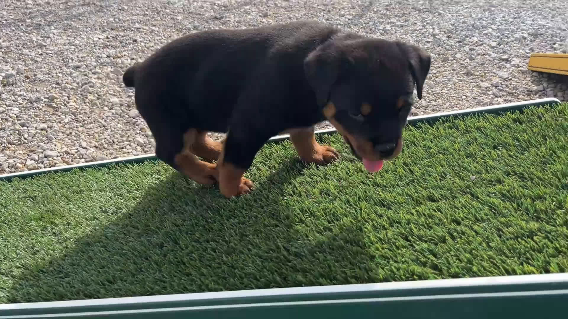 Rottweiler dogs for sale: Dora - Video 1
