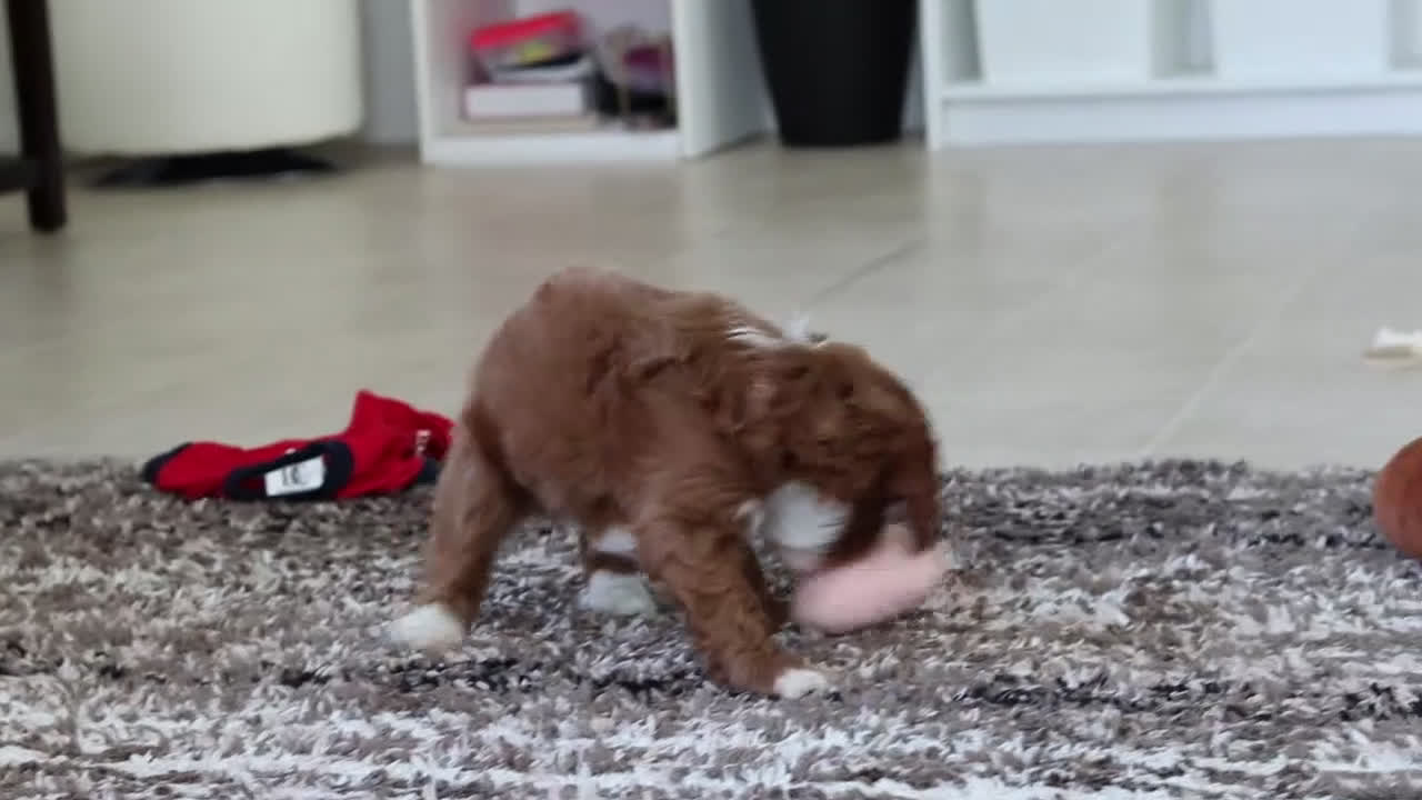 Cavapoo dogs for sale: Bruno - Video 1