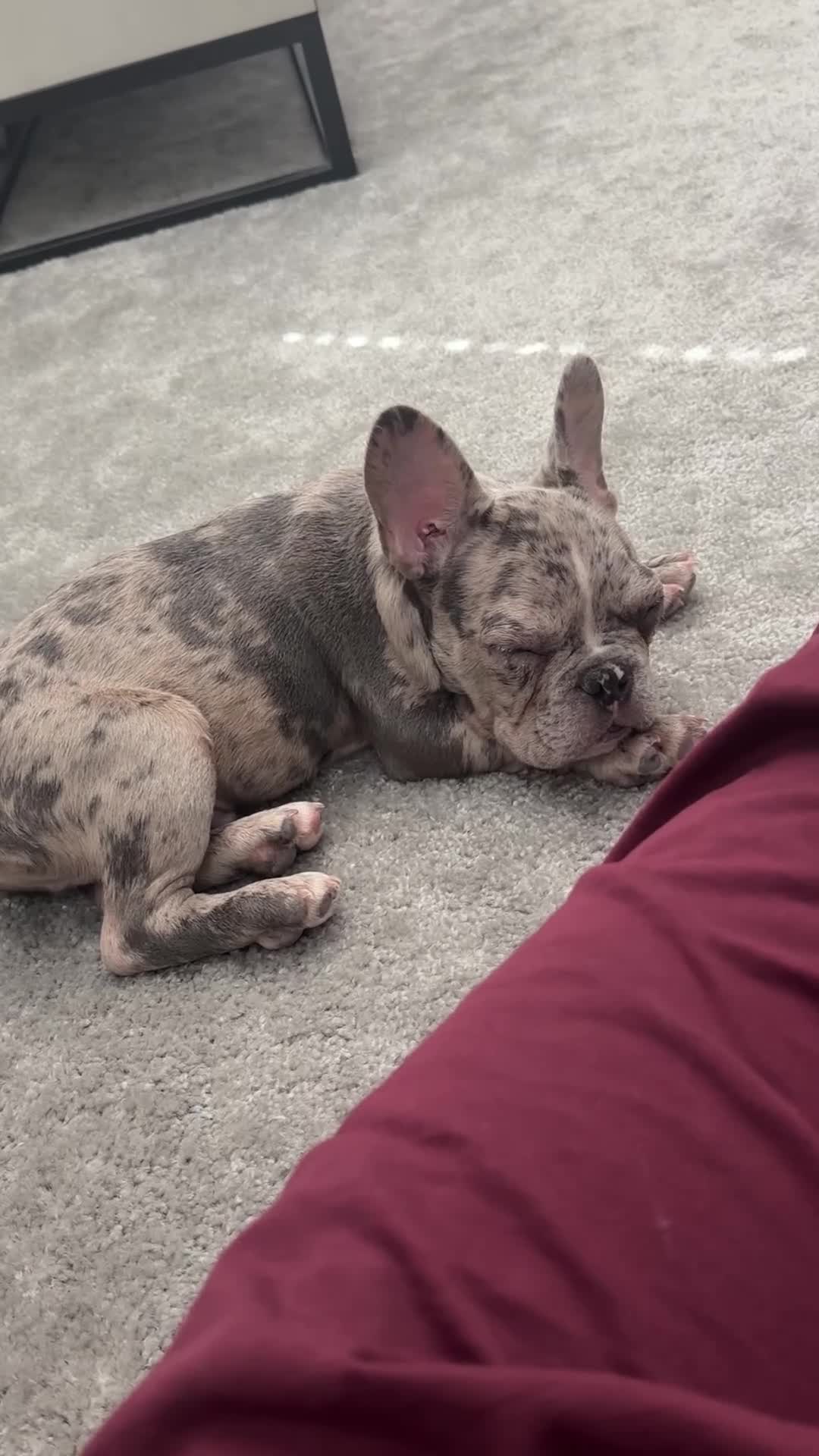 French Bulldog dogs for sale: French Bulldog Puppy 2 - Video 1