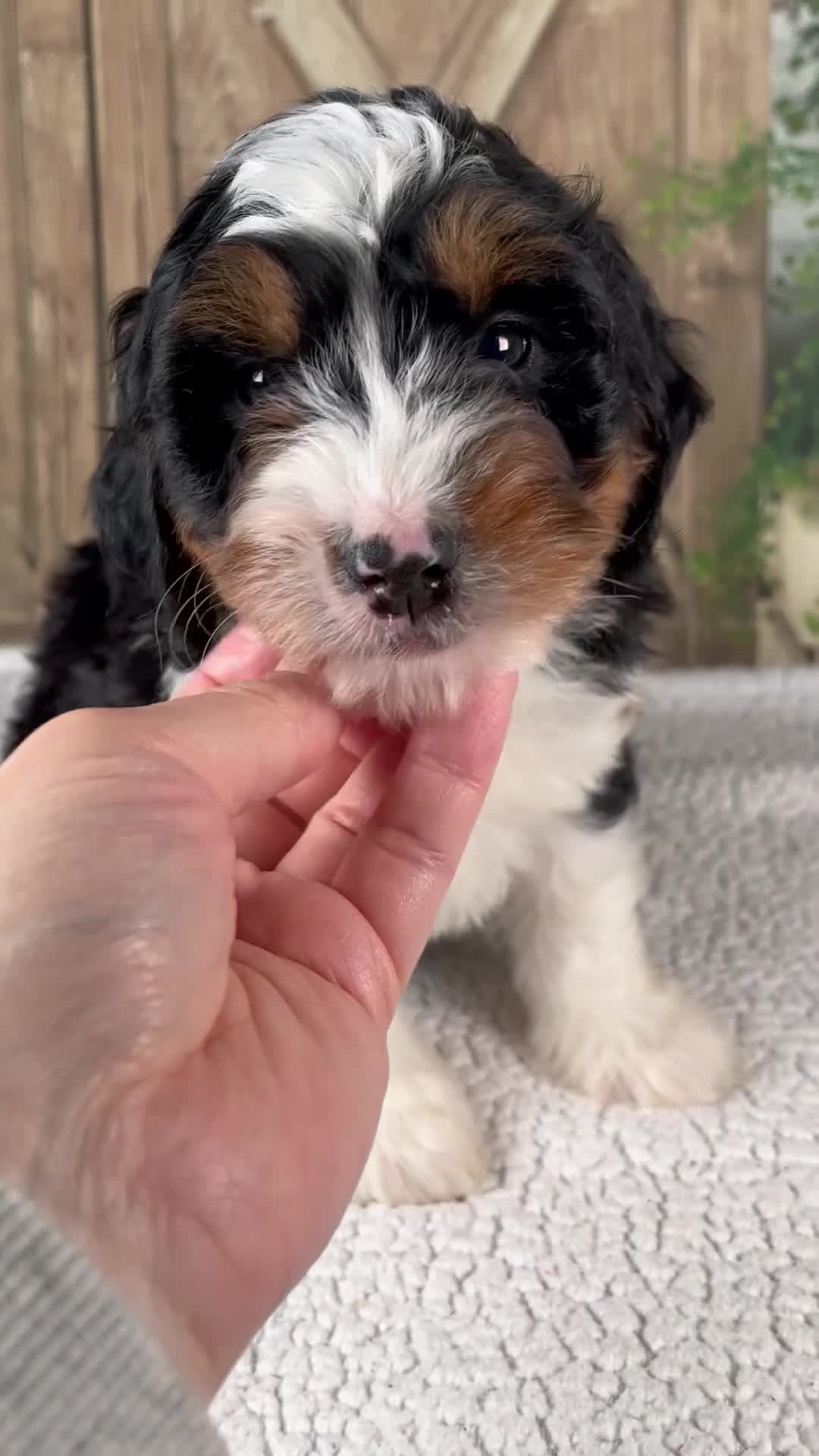 Mini Bernedoodle dogs for sale: Tina - Video 1
