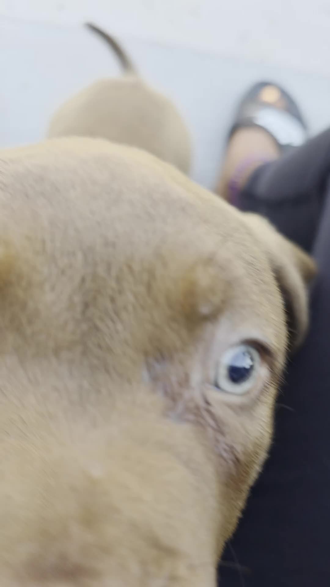 American Bully dogs for sale: American Bully 5 - Video 1