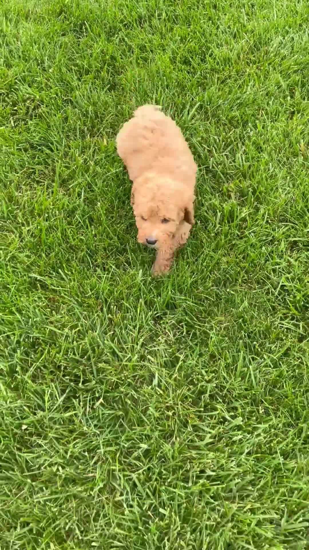 Miniature Labradoodle dogs for sale: Kate - Video 3