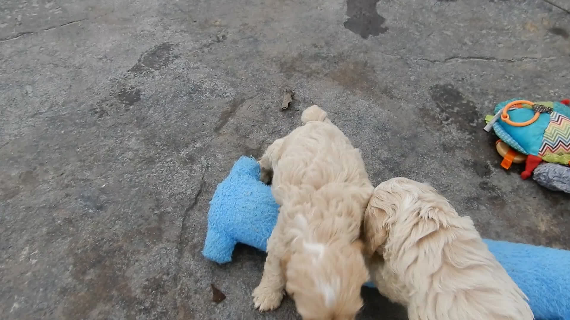 Cockapoo dogs for sale: Gracie - Video 3