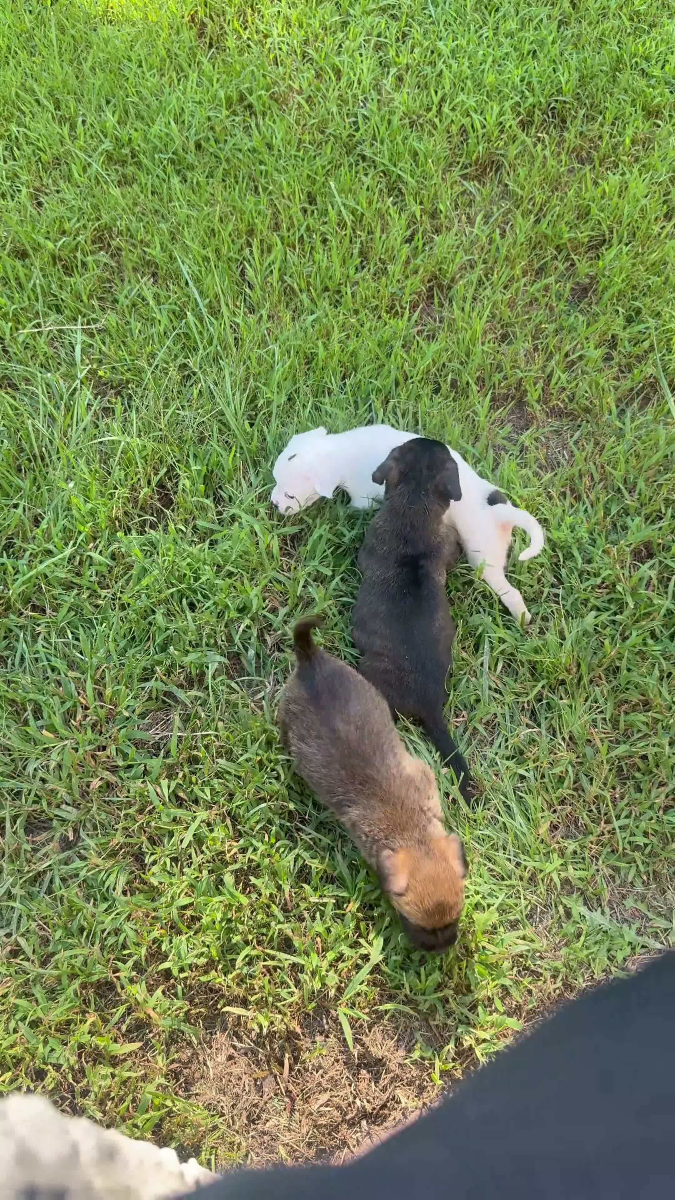 Mixed Breed dogs for sale: Neo - Video 1