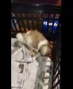 Shih Tzu dogs for sale: Mickey - Video 1