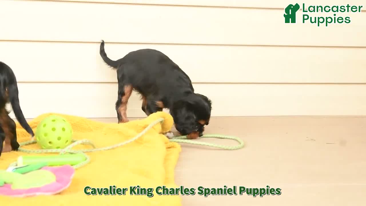 Cavalier King Charles Spaniel dogs for sale: Potato  - Video 1