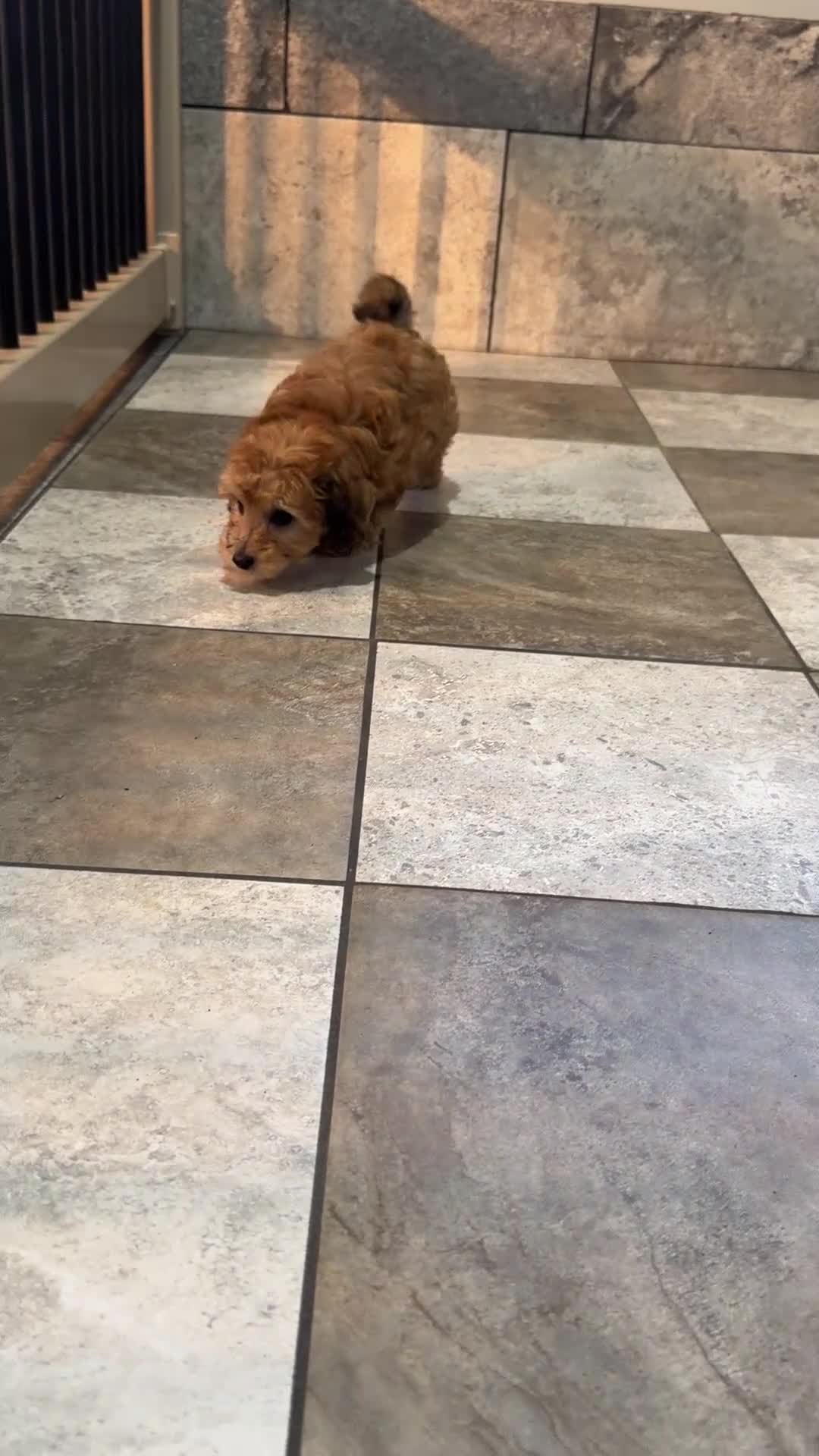 Mixed Breed dogs for sale: Mason  - Video 1