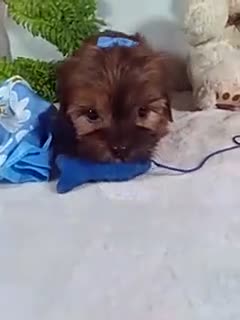 Shorkie dogs for sale: Piper - Video 1