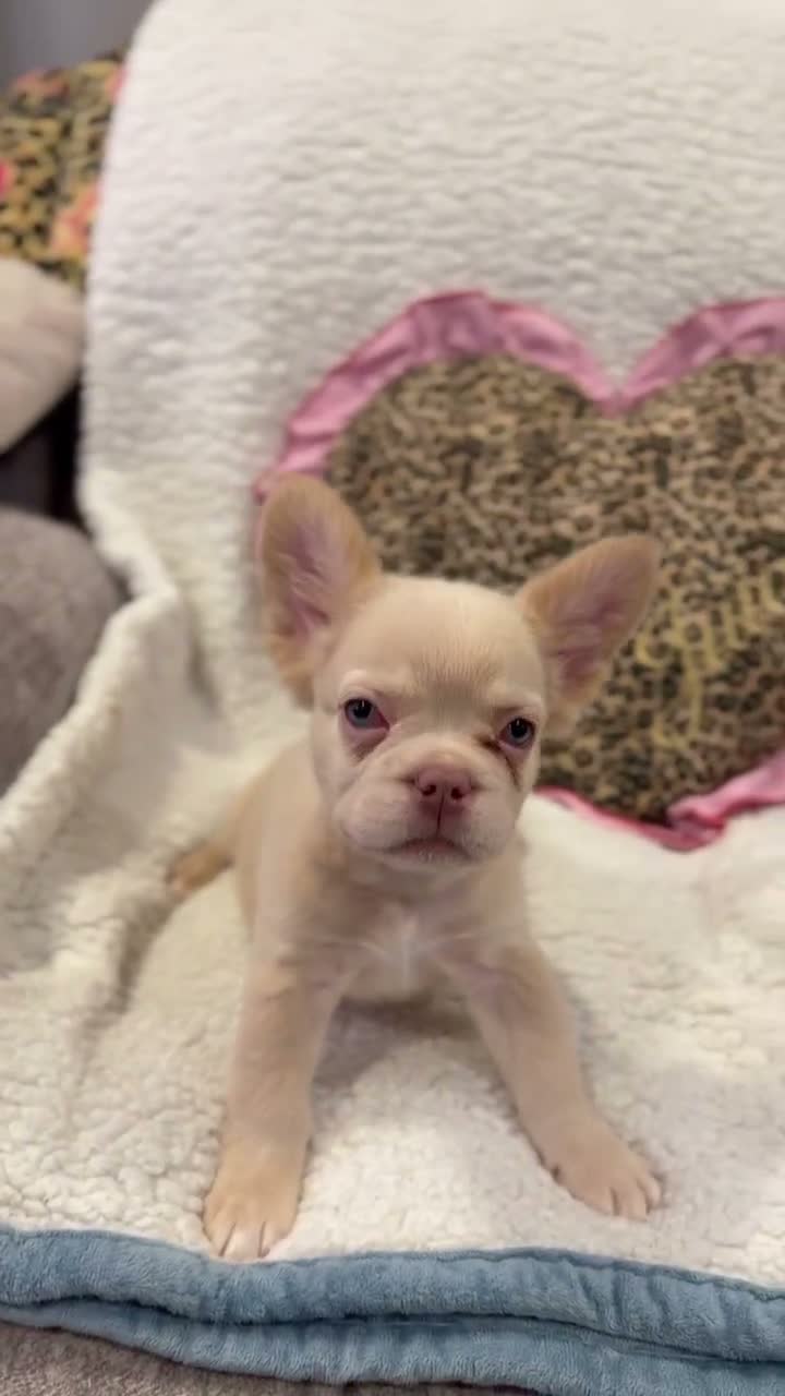 French Bulldog dogs for sale: Ghost - Video 1