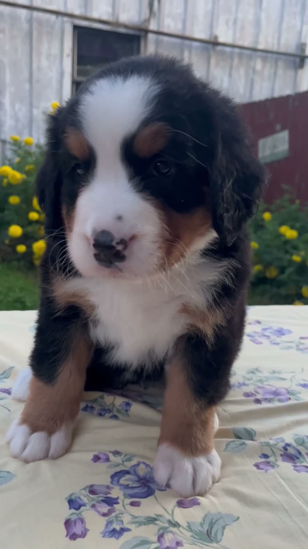 Bernese Mountain Dog dogs for sale: Suzy - Video 1