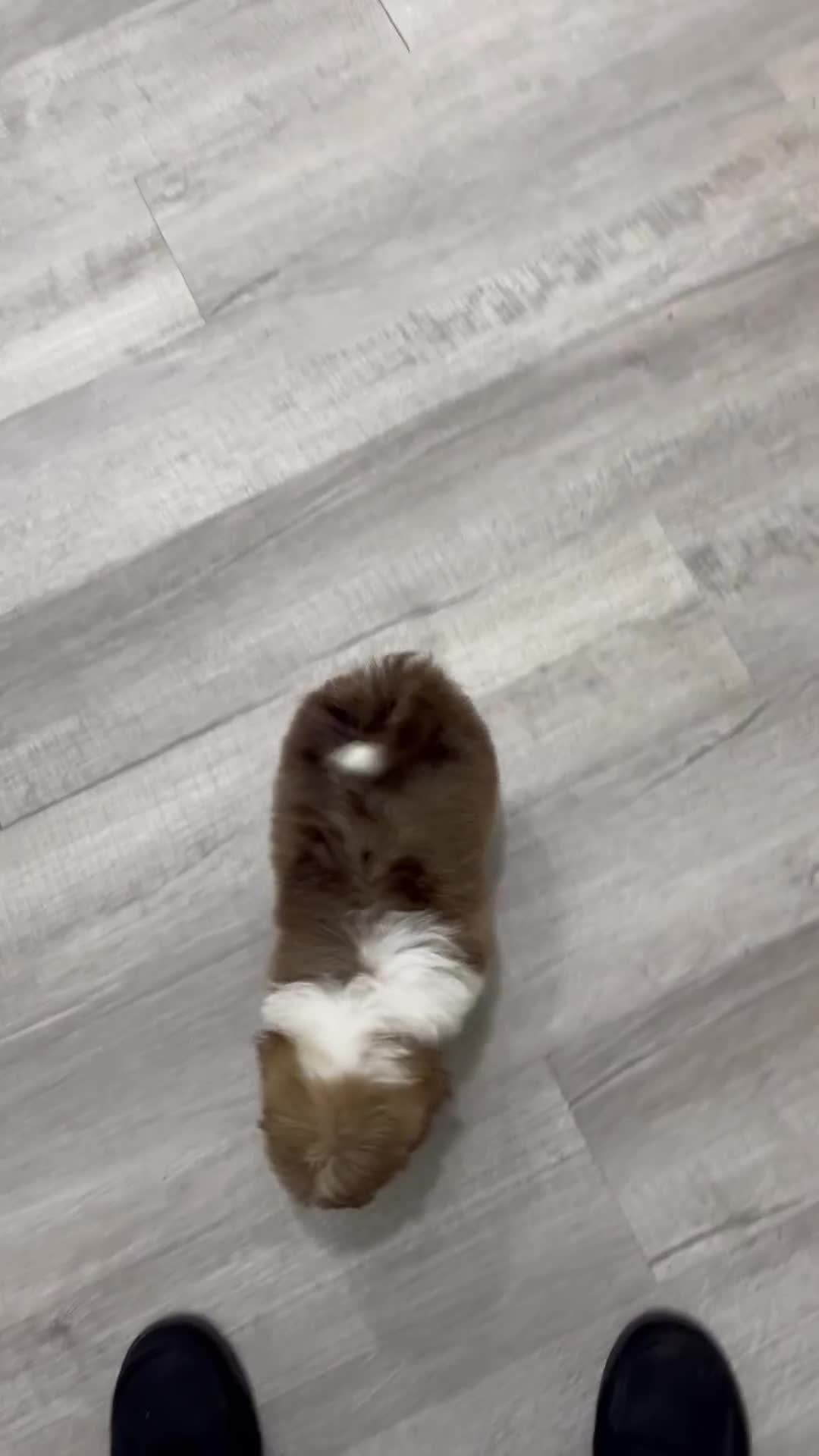 Havanese dogs for sale: Ezra - Video 1