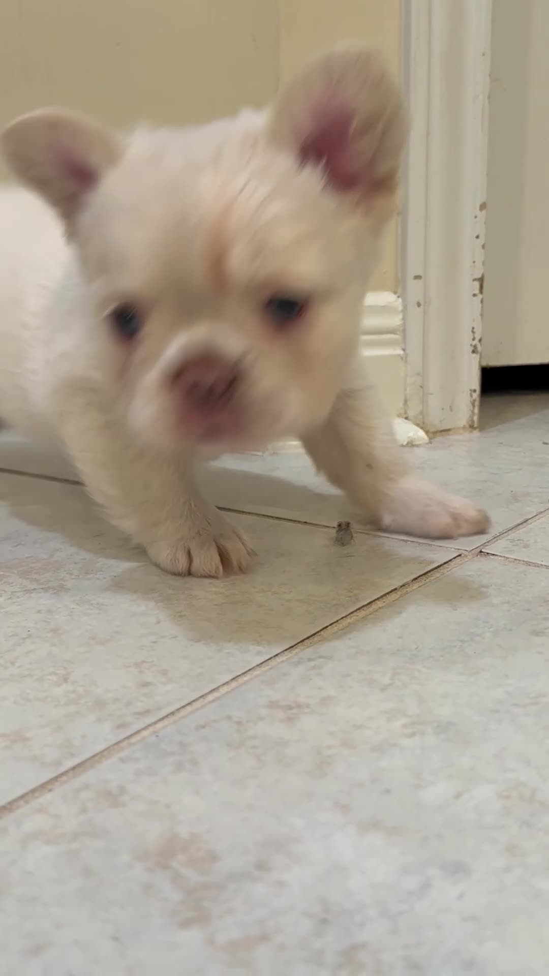 French Bulldog dogs for sale: French Bulldog 2 - Video 1
